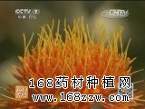 [ÿ��ũ��]�������� �ֶɺ컨�ߺ�