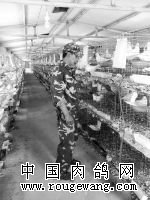 基地技术员正在喂养鸽子。周君彦摄