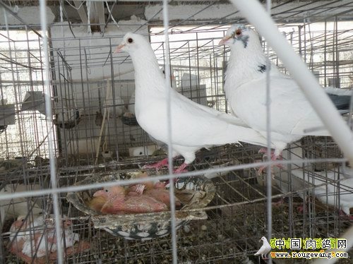 今年养鸽子赚钱吗:2016年肉鸽养殖前景分析
