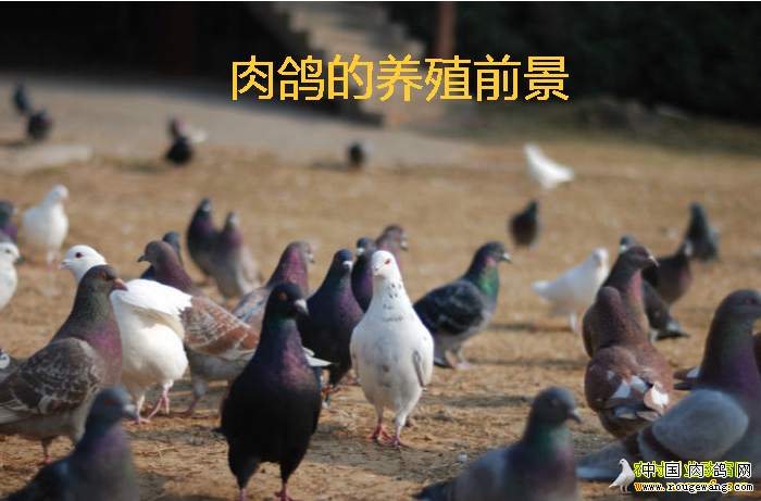 肉鸽养殖前景分析