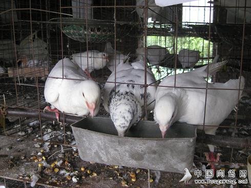 饲养肉鸽谨防四种病
