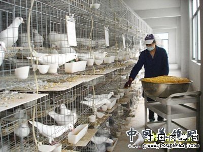 山东巨野郭良亚杂粮喂养鸽子效益好