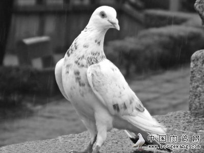 肉鸽养殖效益好 鸽子饲喂管理有方法