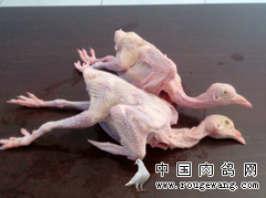 江苏泰州长年大量收购白条乳鸽