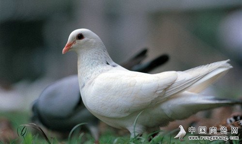 鸽子如何驱虫,驱虫时需要注意什么稳定?