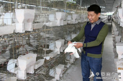 四川井研县张建华养殖肉鸽年收入200万元