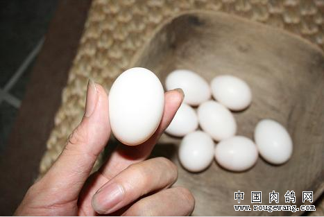 鸽子下软壳蛋的原因及防治方法