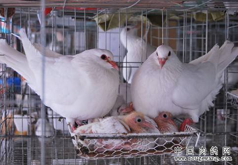 肉鸽种鸽的饲养管理技术要点