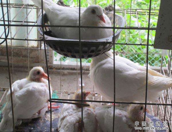 怎样养肉鸽能高产?肉鸽高产养殖的几个技巧