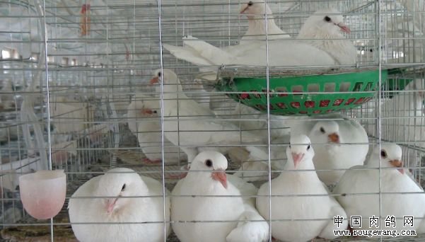 养肉鸽赚钱吗?湖北枣阳李洋洋养肉鸽成大产业