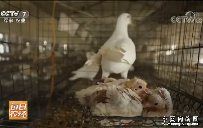 每日农经:赚两份钱的平阳鸽子养殖效益高