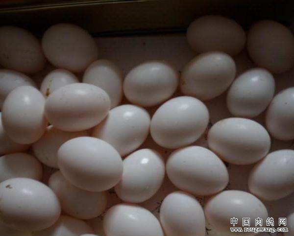 鸽子蛋多少钱一枚？2019年最新鸽子蛋价格行情